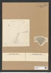 Actinocyclus subocellatus (Grun.) Rattr. (de-Toni-Nr.: Genus 195, Species 4751) Zeichnungen Sammlung Grunow Nr. 8390 (NHMW-BOT-W0377822)